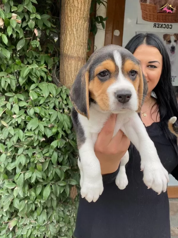 Mukemmel Elizabet Beagle Yavrularım