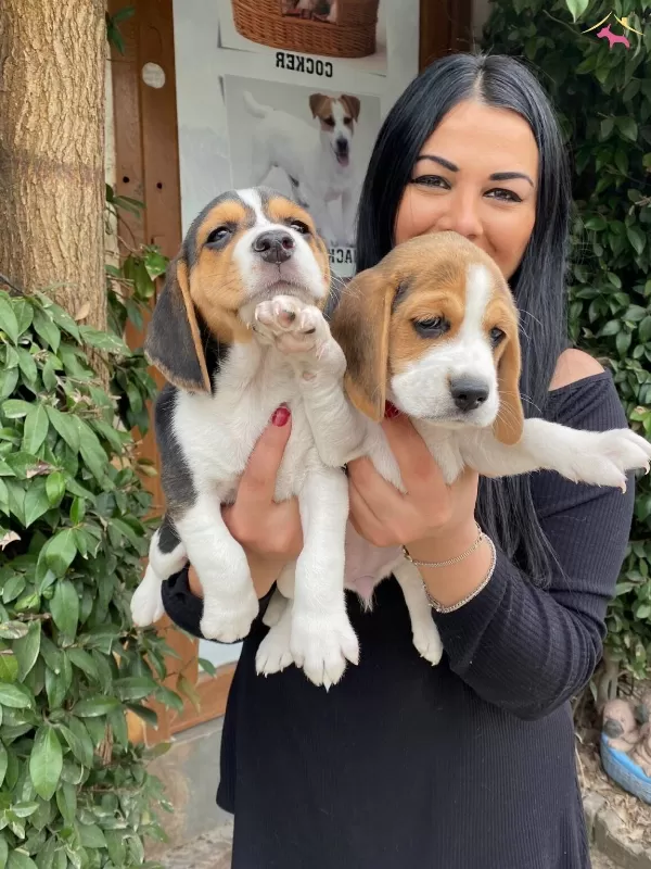 Mukemmel Elizabet Beagle Yavrularım