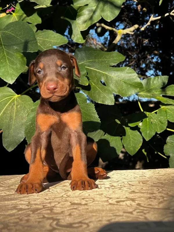 Kızıl Siyah King Doberman Yavrularım