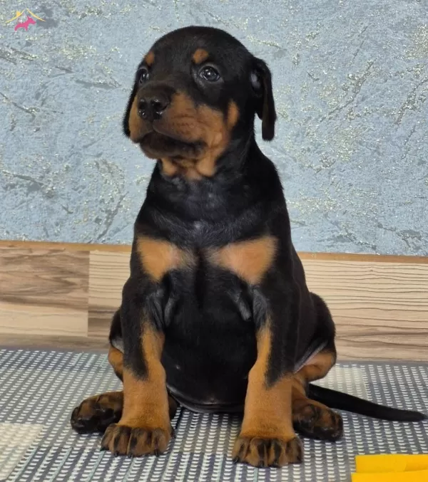 Kızıl Siyah King Doberman Yavrularım