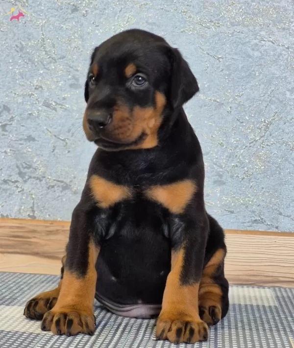 Kızıl Siyah King Doberman Yavrularım