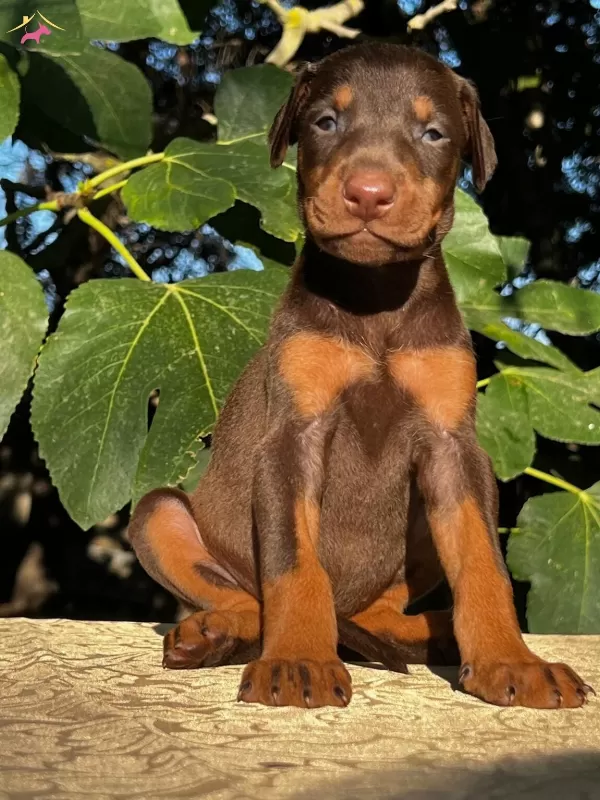 Kızıl Siyah King Doberman Yavrularım