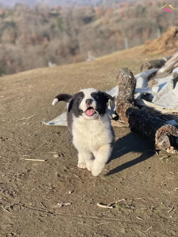 Kızıl Merle Clasic Border Collie Yavrularım