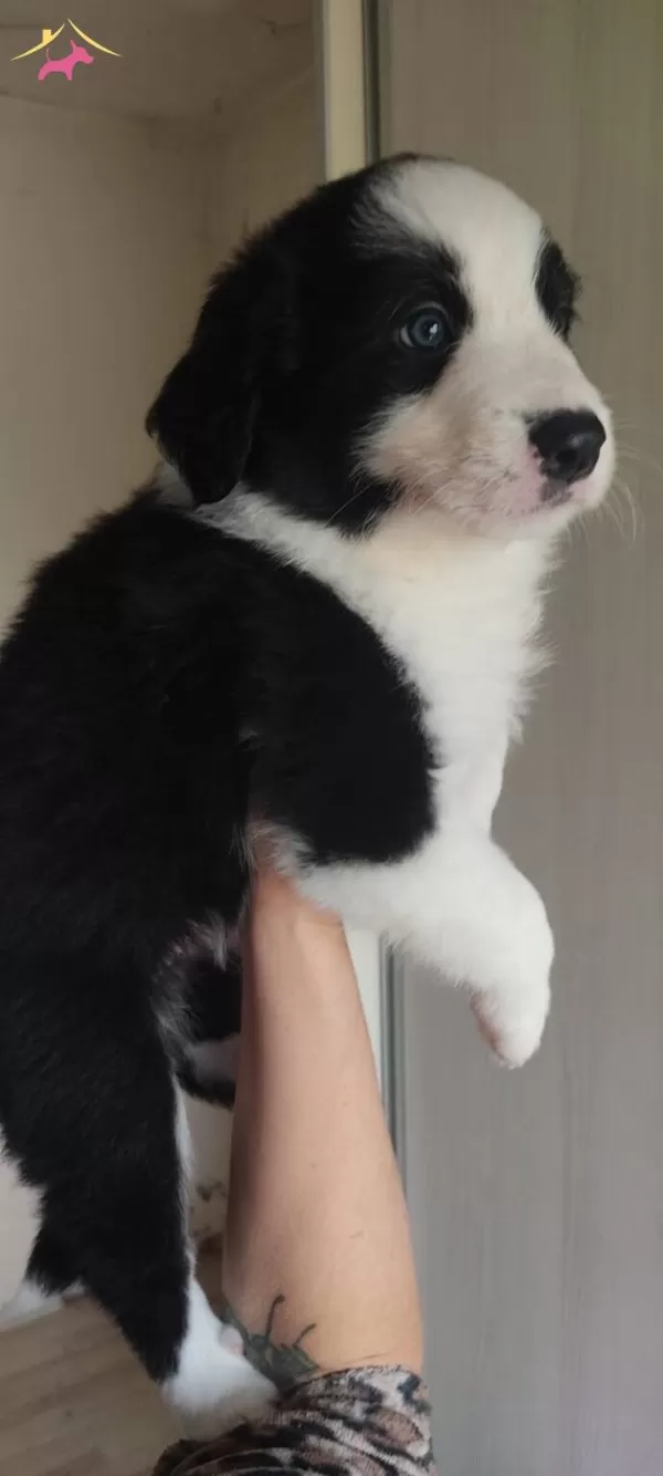 Kızıl Merle Clasic Border Collie Yavrularım