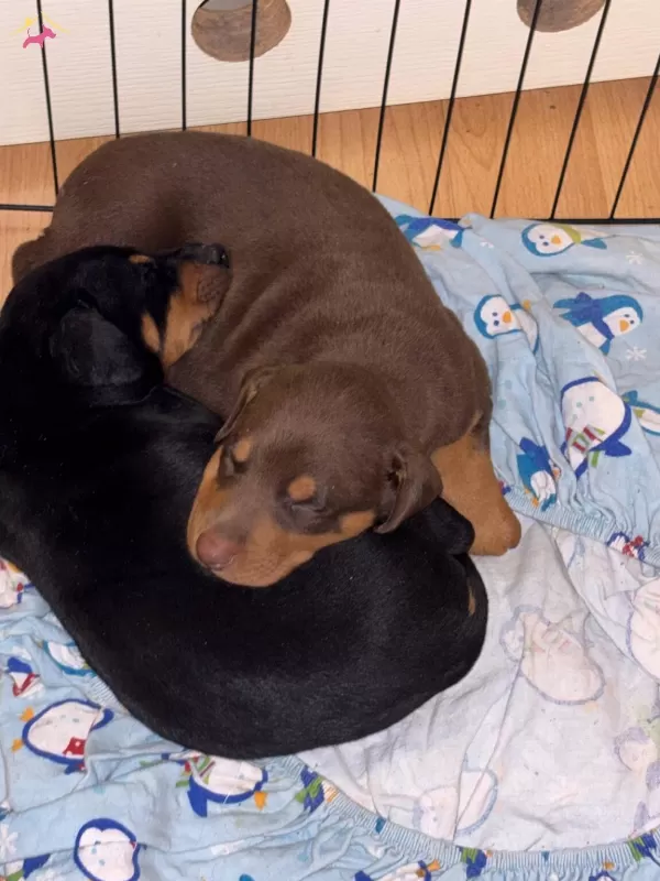 Kızıl Siyah King Doberman Yavrularım