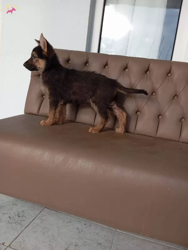 Bu Kaliteyi Kaçırmayın