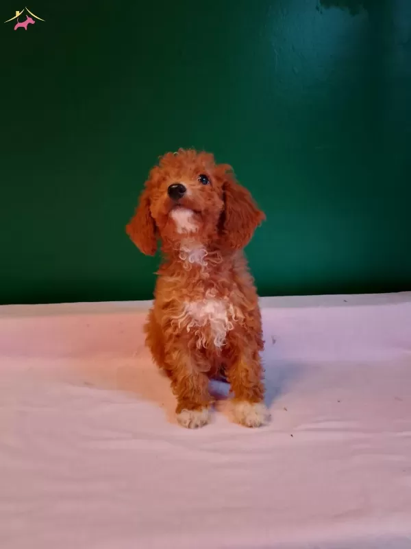 Minyatür Poodle Bebeklerimiz