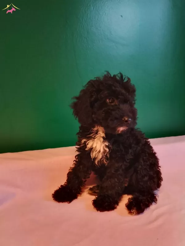 Siyah Tou Poodle Yavrularımız
