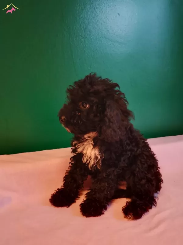Siyah Tou Poodle Yavrularımız