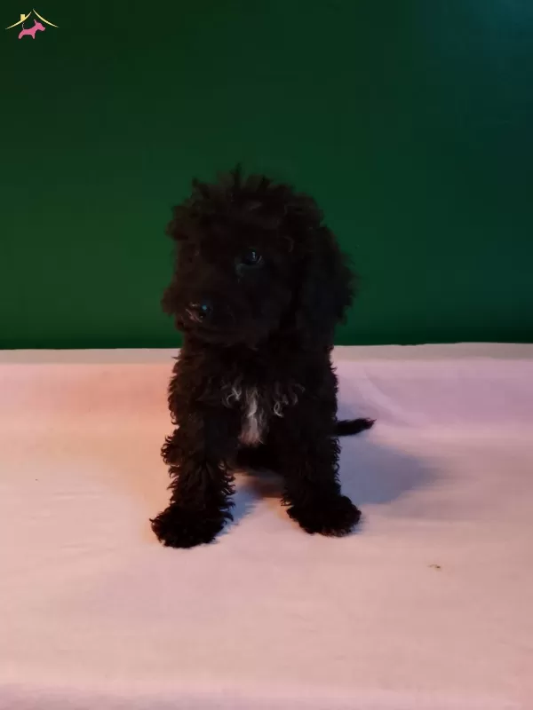 Siyah Tou Poodle Yavrularımız