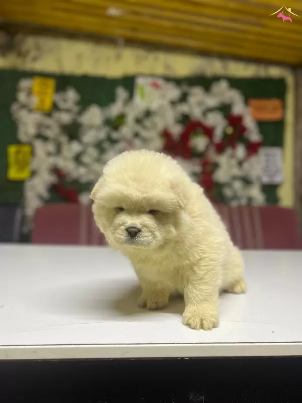 Chow Chow Yavrularımız