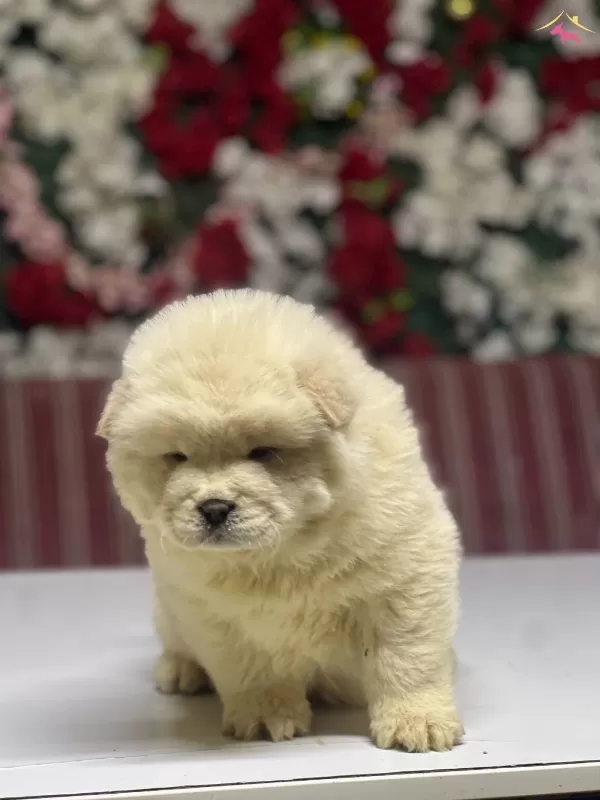 Chow Chow Yavrularımız