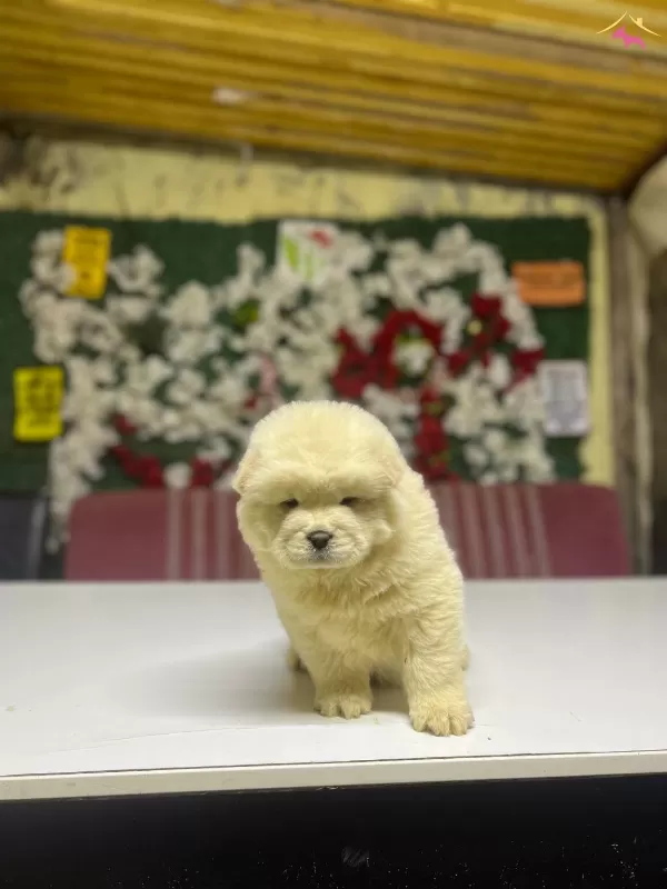 Chow Chow Yavrularımız