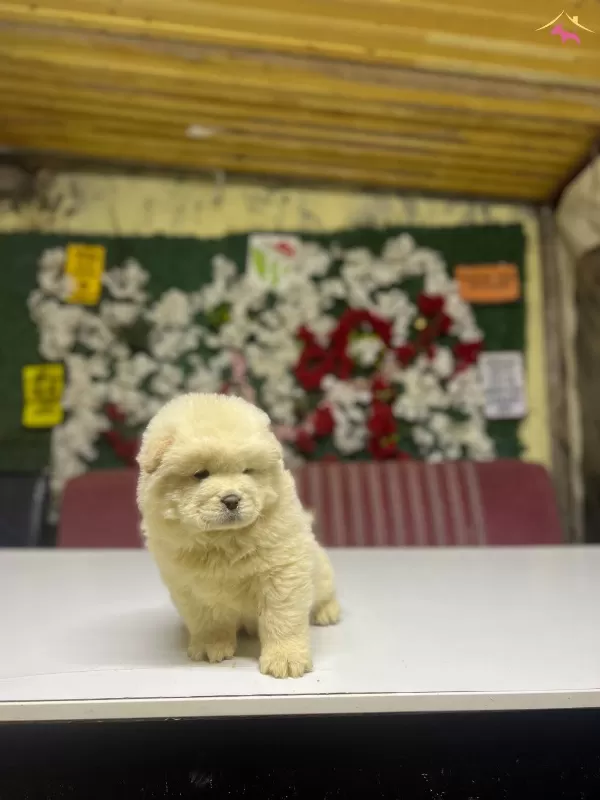 Chow Chow Yavrularımız