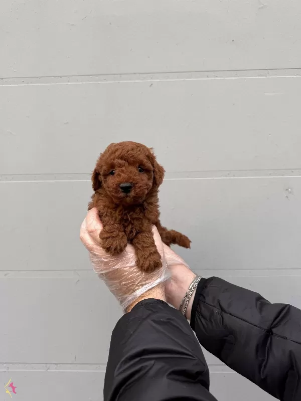 Gerçek Toy Poodle Yavrularımiz Irk Garantili
