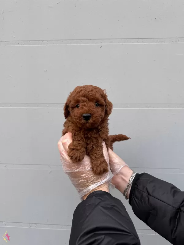 Gerçek Toy Poodle Yavrularımiz Irk Garantili