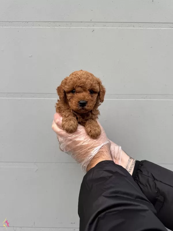 Gerçek Toy Poodle Yavrularımiz Irk Garantili