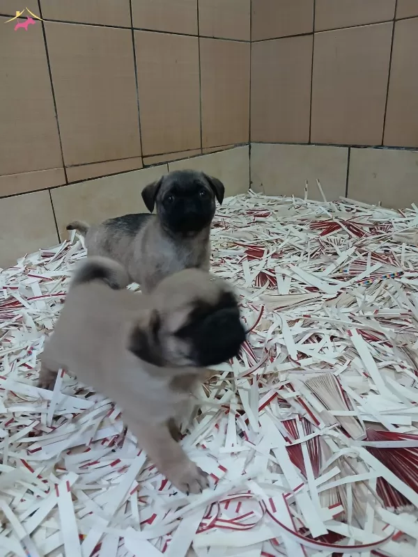 Akkus Uretim Ciftliginden Pug Yavruları