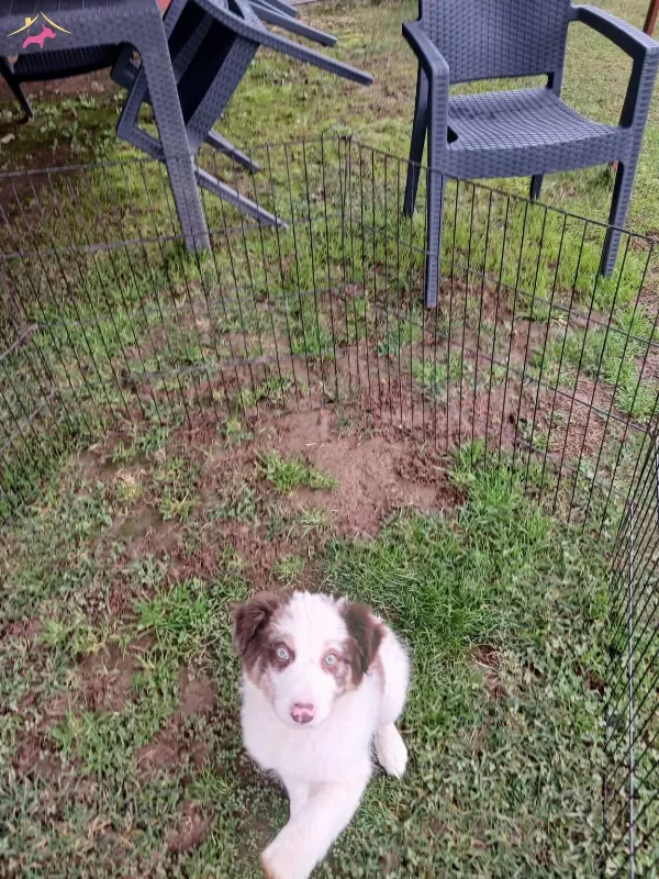 Akkus Uretim Ciftliginden Border Collie Yavruları