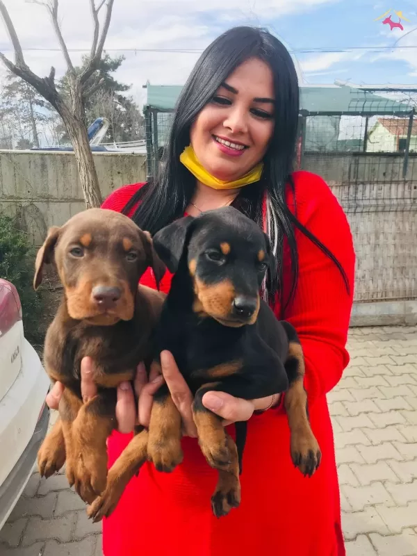 King Doberman Yavrularım