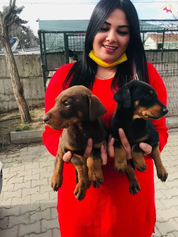 King Doberman Yavrularım