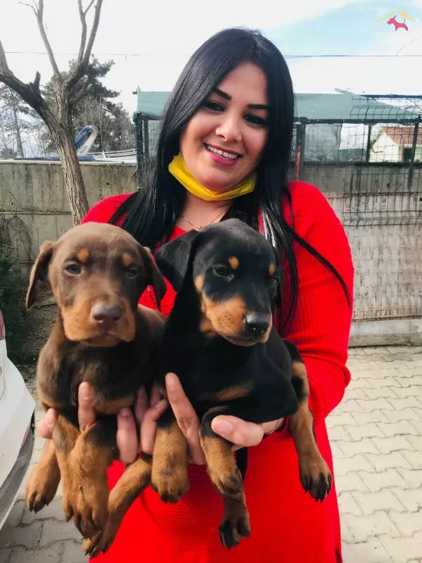 King Doberman Yavrularım