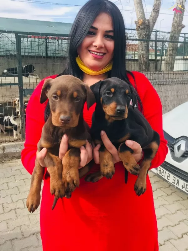King Doberman Yavrularım