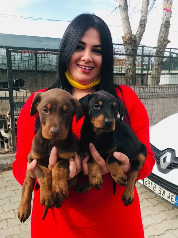 King Doberman Yavrularım