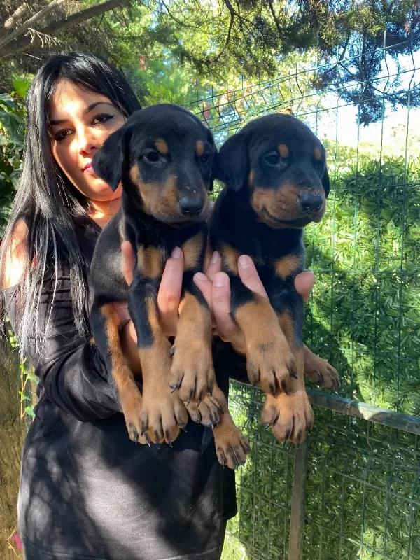 King Doberman Yavrularımiz