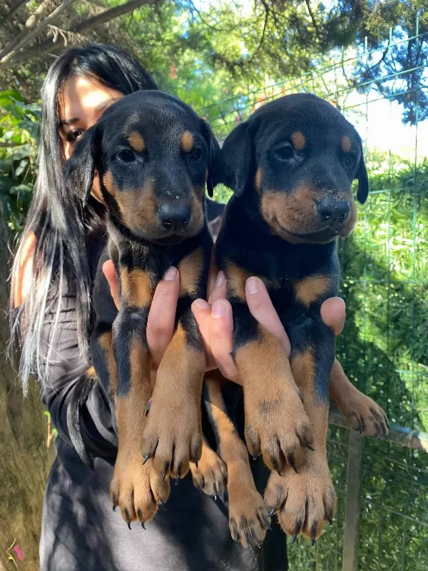 King Doberman Yavrularımiz
