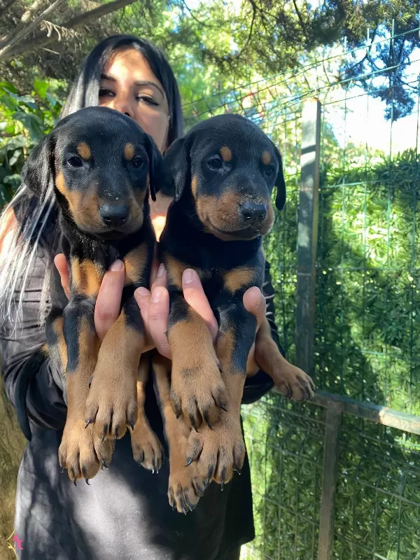 King Doberman Yavrularımiz