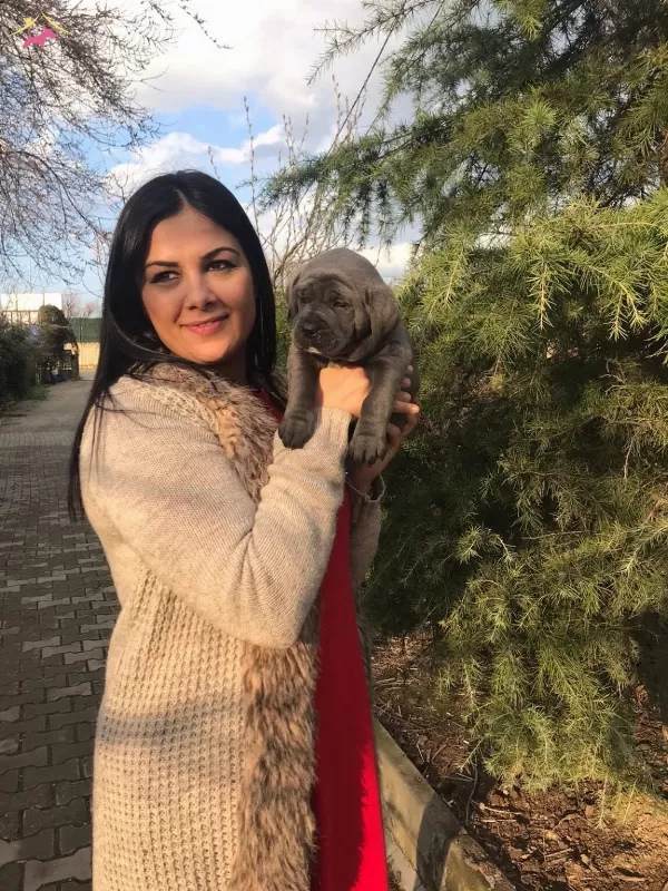 Dev Canecorso Yavrularımiz