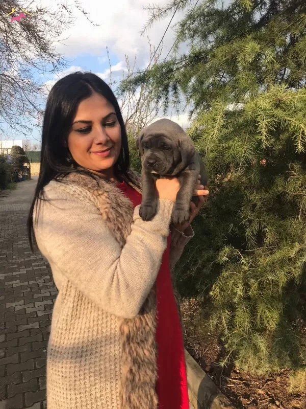Dev Canecorso Yavrularımiz