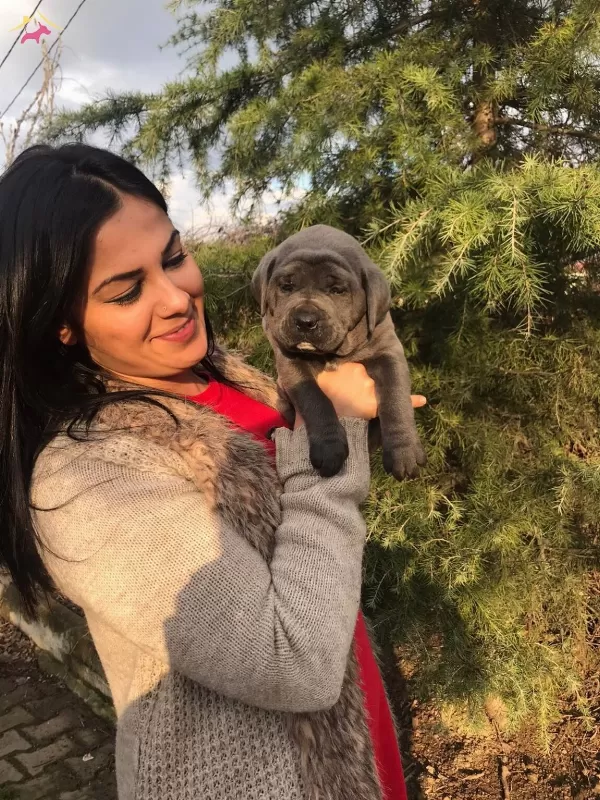 Dev Canecorso Yavrularımiz