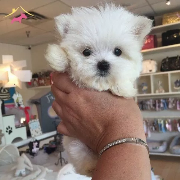 Mini Maltipo Bebeklerimizin Yeni Evine Gitme Vakitleri Geldi