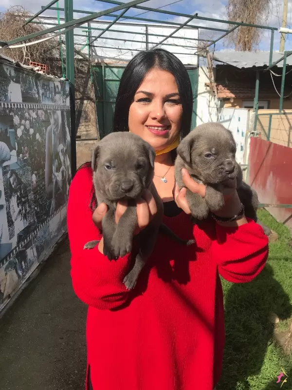 Dev Cane Corso Yavrularımız