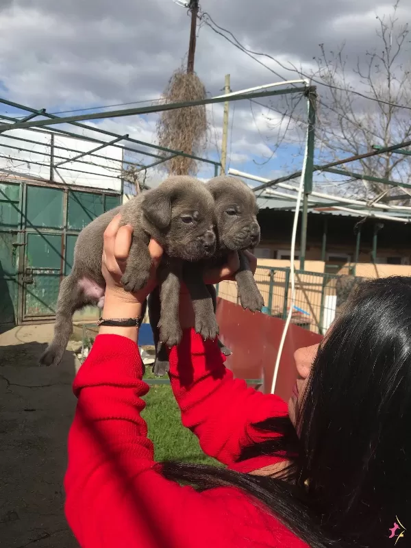 Dev Cane Corso Yavrularımız