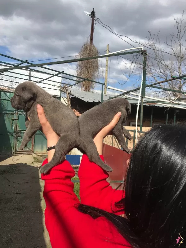 Dev Cane Corso Yavrularımız