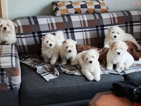Maltese Terrier Yavrularm
