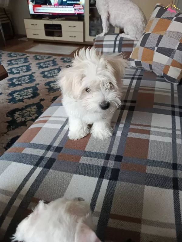 Maltese Terrier Yavrularm