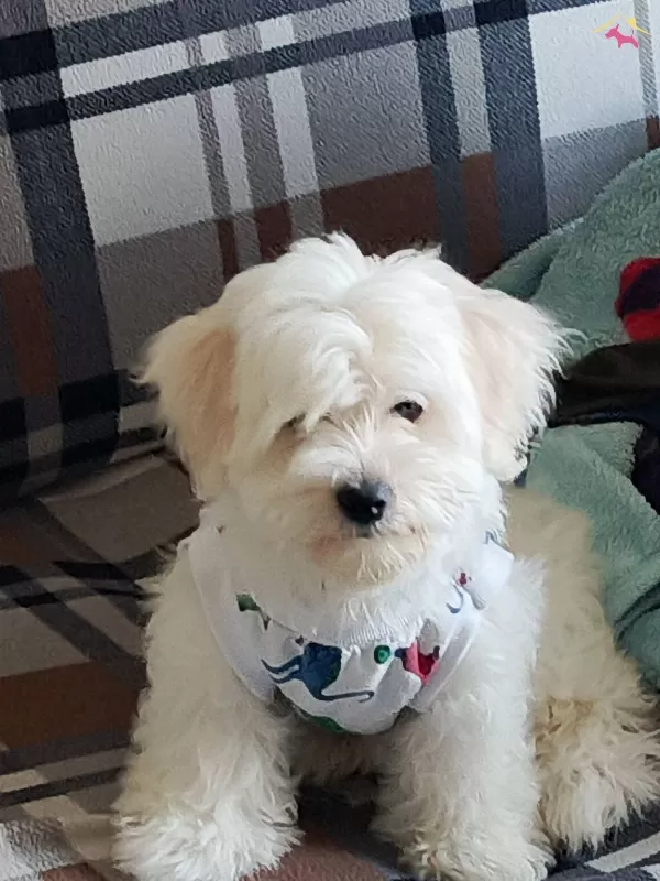 Maltese Terrier Yavrularm