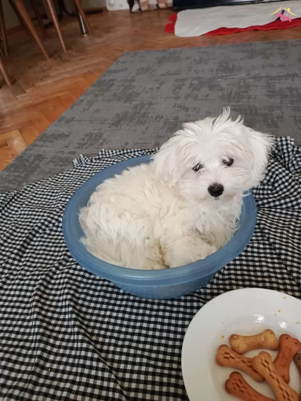 Maltese Terrier Yavrularm