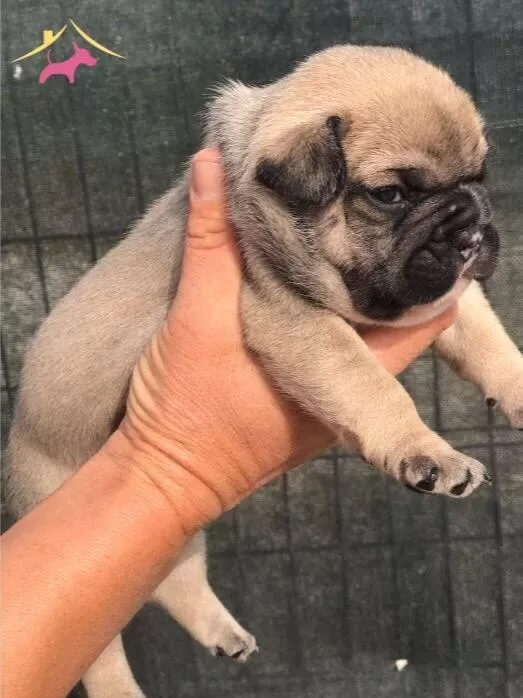 A Kalite Yavru French Bulldog Ulasabilirsiniz