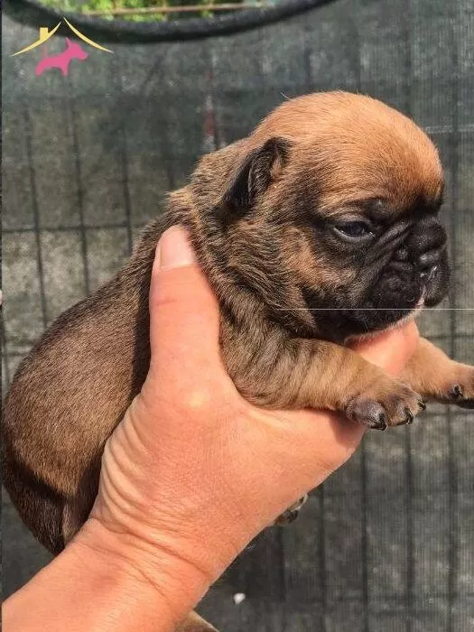A Kalite Yavru French Bulldog Ulasabilirsiniz