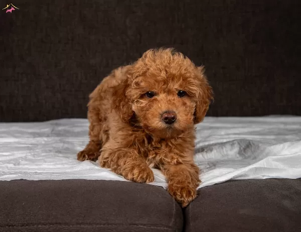 Yakişikli Maltipoo Oğlumuz