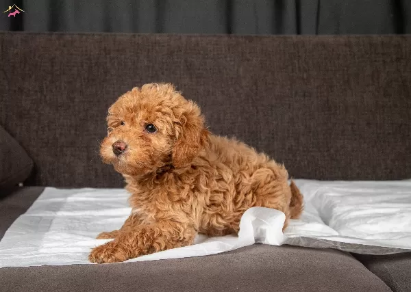 Yakişikli Maltipoo Oğlumuz