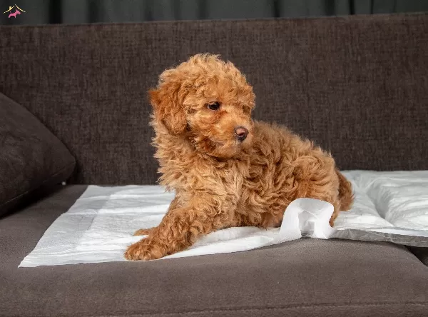 Yakişikli Maltipoo Oğlumuz
