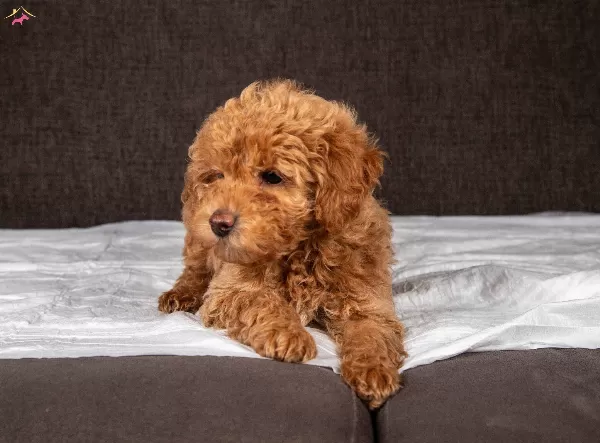 Yakişikli Maltipoo Oğlumuz
