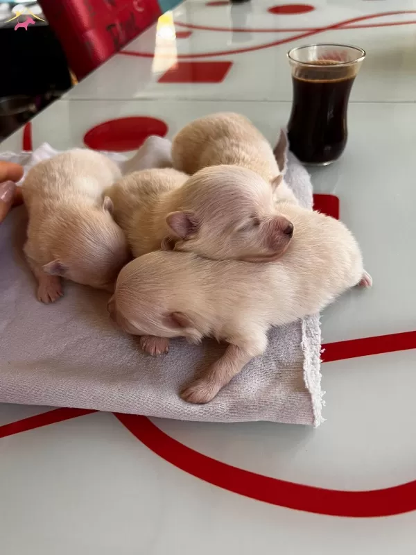 Fincan Boy Yeni Yıl Hediyeleri Pomeranian