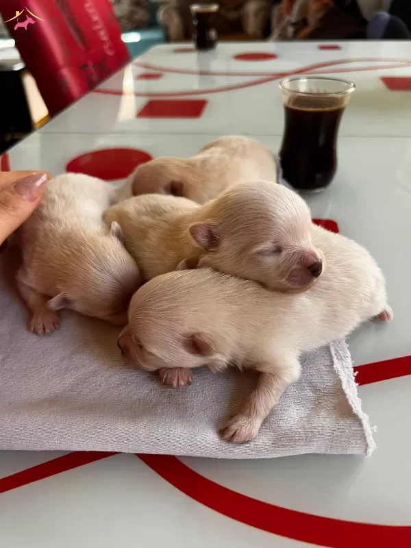 Fincan Boy Yeni Yıl Hediyeleri Pomeranian